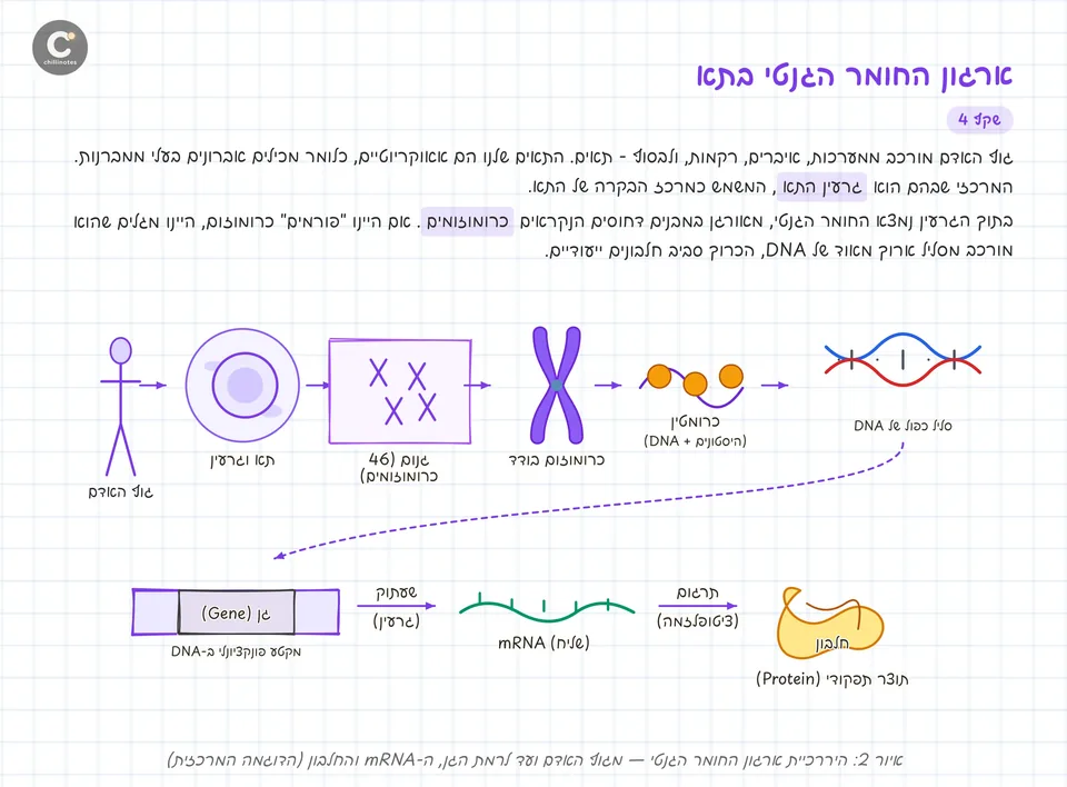 עמוד מחברת בביולוגיה, ארגון החומר הגנטי בתא: מונחי מפתח מסומנים בטקסט ותרשים שמוביל מגוף האדם דרך התא, הכרומוזום וה-DNA ועד החלבון.